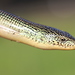 North American Glass Lizards - Photo (c) Corey Raimond, all rights reserved