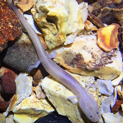 Northern Grotto Salamander
