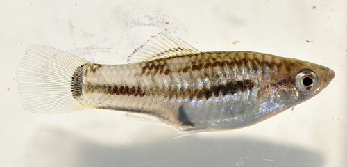Barred Swordtail
