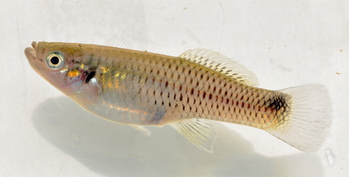 Barred Killifish