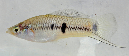 Delicate Swordtail