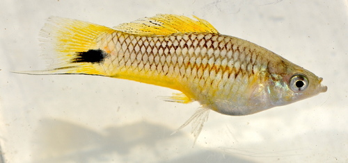Delicate Swordtail