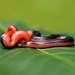 Western Worm Snake - Photo (c) Kyran Leeker, all rights reserved, uploaded by Kyran Leeker