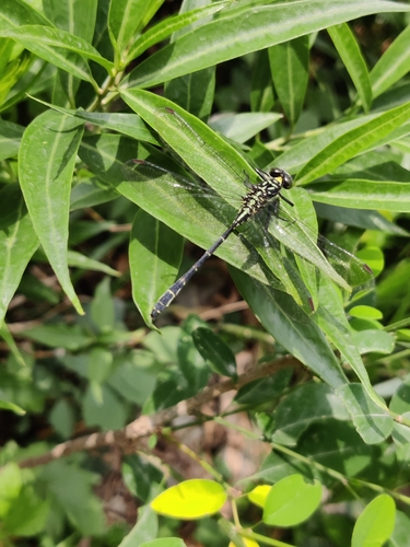 Davidius davidii