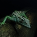 Audubon's Multicolored Lizard - Photo (c) Dejean Mendoza, all rights reserved, uploaded by Dejean Mendoza