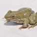 Moore's Frog - Photo (c) Michael Tobler, all rights reserved, uploaded by Michael Tobler
