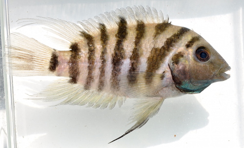 Convict Cichlid