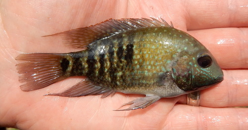 Lowland Cichlid