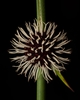 Roundhead Bristle-Sedge - Photo (c) Sebastian Alker, all rights reserved, uploaded by Sebastian Alker