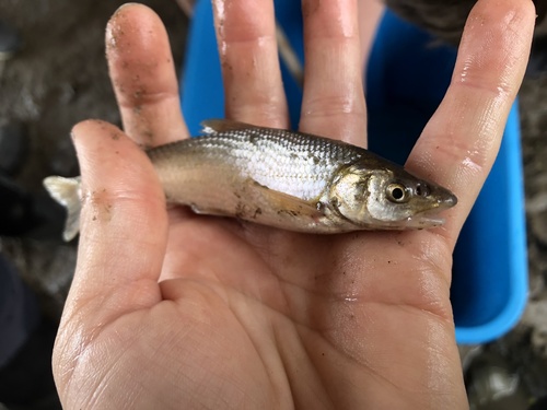 Flathead Chub