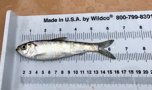 Alewife