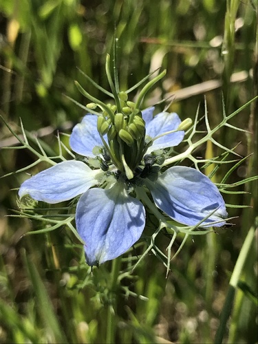 Nigella damascena L.