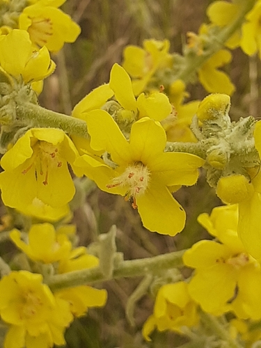 Hoary Mullein