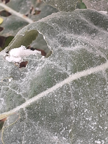 Hoary Mullein