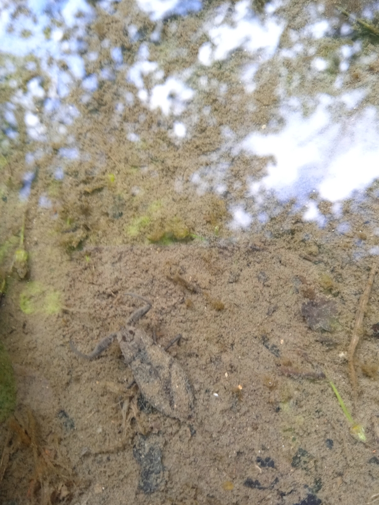 Water Scorpion from Podolí 208, 686 04 Podolí, Česko on May 21, 2022 at ...