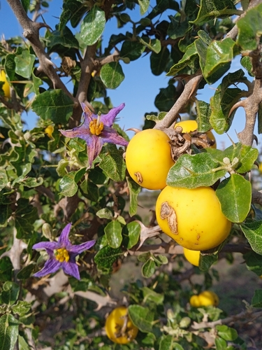 Eggplant (Solanum arundo)
