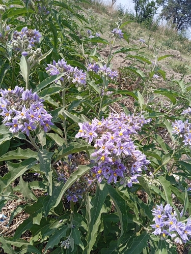 lanceleaf nightshade