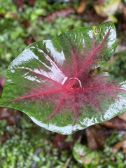 Caladium bicolor image