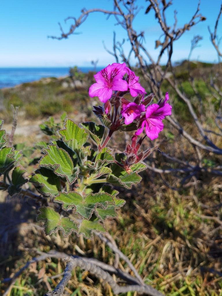 wild mallow from Kleinmond, South Africa on May 21, 2022 at 11:18 AM by ...