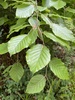 European Beech - Photo (c) Ross Carlin, all rights reserved, uploaded by Ross Carlin