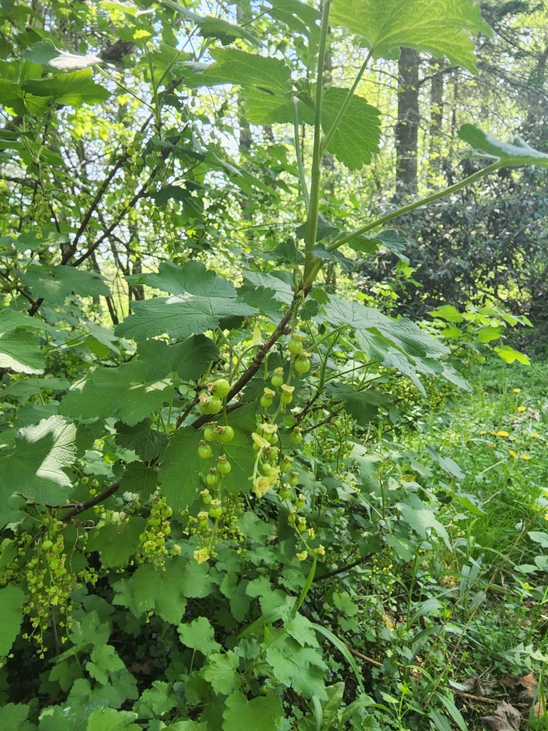 currants and gooseberries from Ripton, VT, USA on May 21, 2022 at 03:00 ...