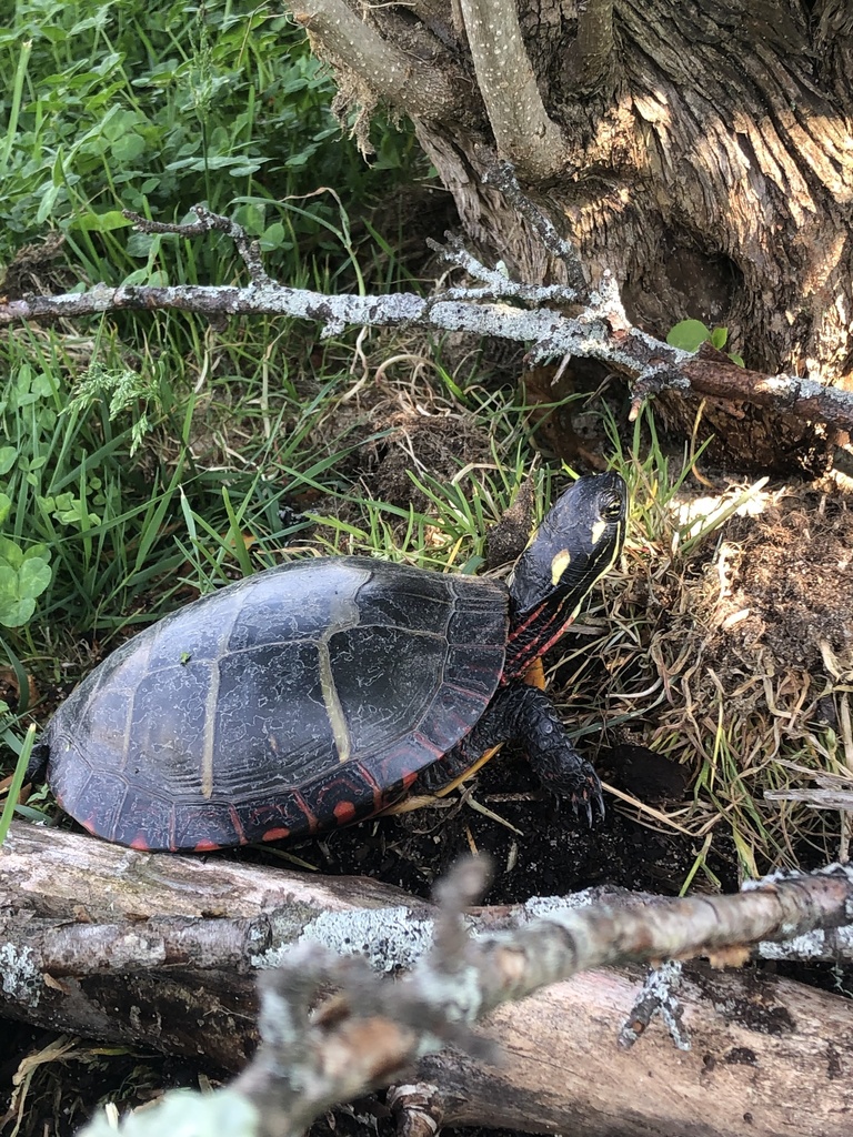 eastern-painted-turtle-from-easton-country-club-golf-south-easton-ma