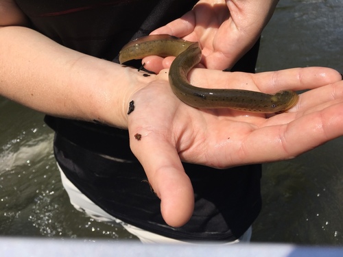 Ohio Lamprey