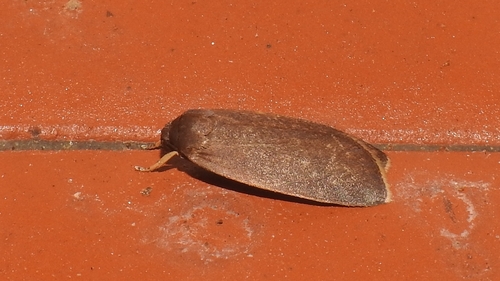 Neoblavia scoteola