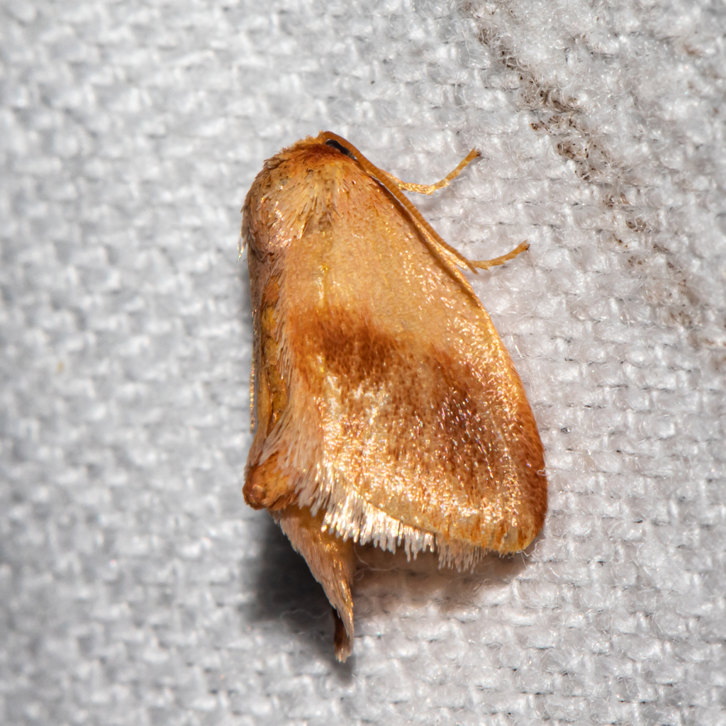 Early Button Slug Moth from Patuxent Research Refuge, Anne Arundel ...