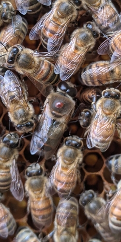 Varroa Mite