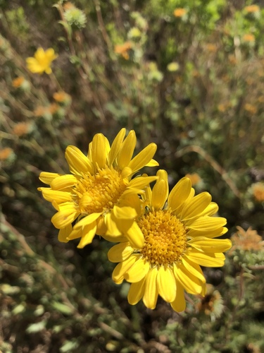 iNaturalist observation photo of Great Valley gumweed
