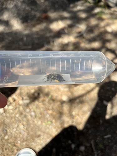 iNaturalist observation photo of Digger Bees