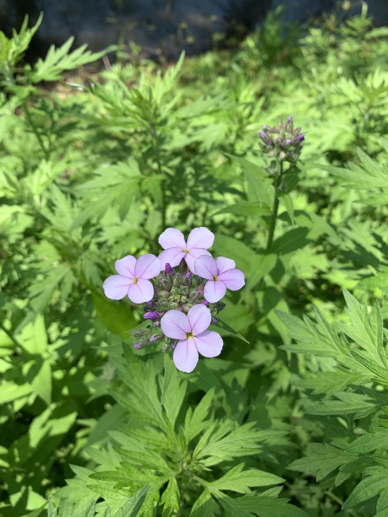 Dame s rocket from edgewood park new haven ct us on may 21 2022 at