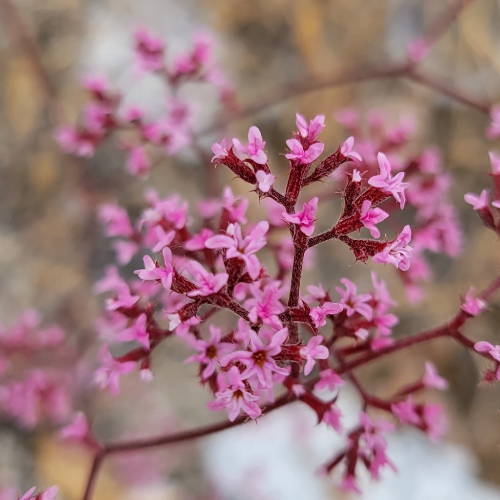 peninsular-spineflower-in-may-2022-by-dgrimmphd-hemet-san-bernardino