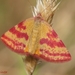 Lythria sanguinaria - Photo (c) Valter Jacinto, όλα τα δικαιώματα διατηρούνται