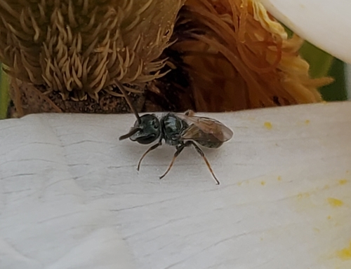 iNaturalist observation photo of Metallic Sweat Bees