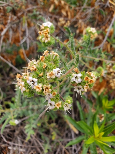 iNaturalist observation photo of branching phacelia