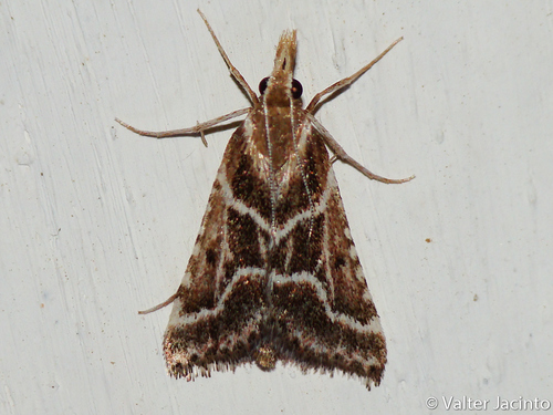 Stemmatophora borgialis (Duponchel, 1833)