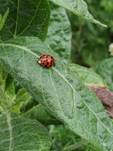 iNaturalist observation photo of Asian Lady Beetle