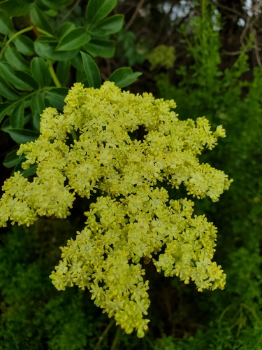 iNaturalist observation photo of blue elder