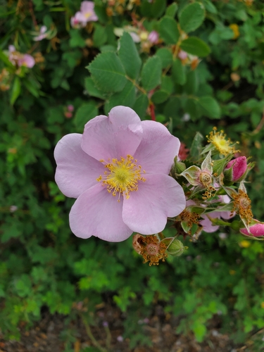 iNaturalist observation photo of California Wild Rose