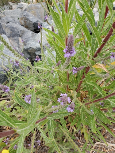 iNaturalist observation photo of western vervain