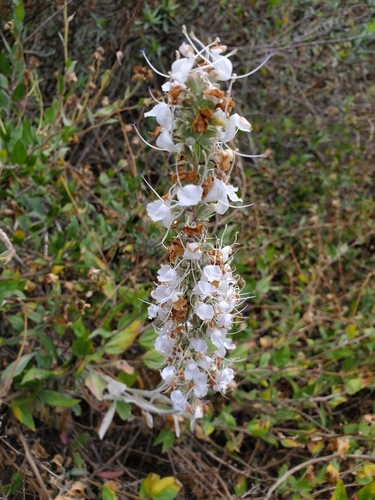 iNaturalist observation photo of white sage