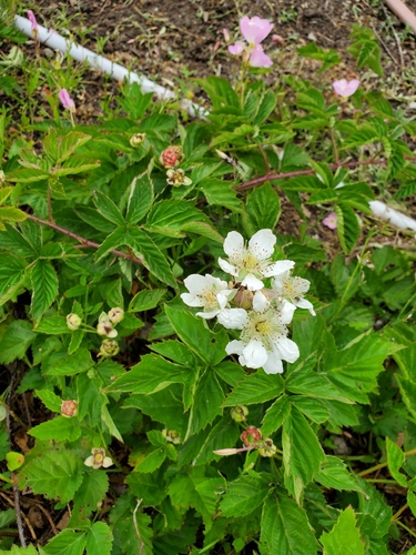 iNaturalist observation photo of brambles