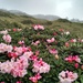 Rhododendron pseudochrysanthum - Photo (c) 沈冠宇(Kuan-yu Shen), kaikki oikeudet pidätetään, lähettänyt 沈冠宇(Kuan-yu Shen)