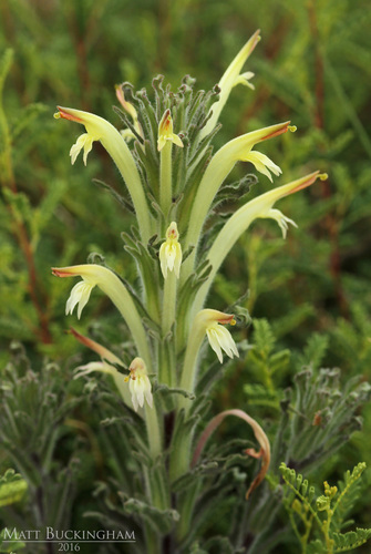 Castilleja mexicana (Hemsl.) A. Gray