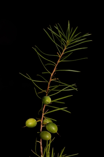 Persoonia virgata R.Br.