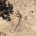 Trans-Pecos Striped Whiptail - Photo (c) Nathan Rains, all rights reserved, uploaded by Nathan Rains