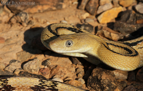 Trans-pecos Ratsnake