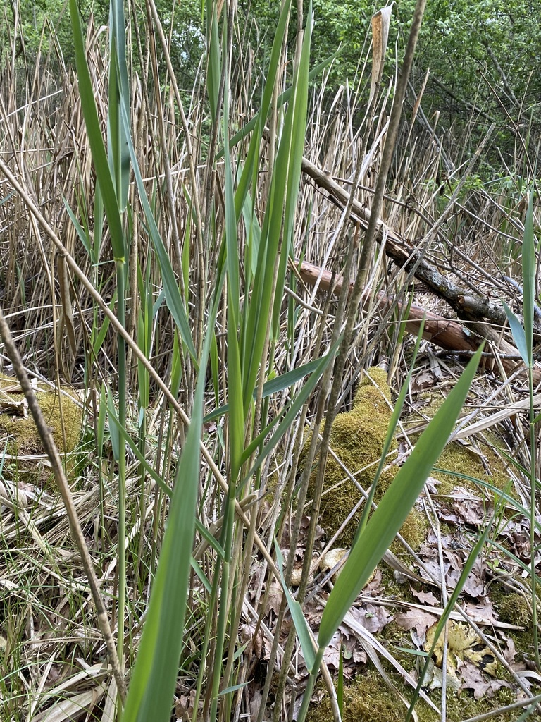 common reed from Algiers - Truppenübungsplatz Grafenwöhr, Vilseck ...